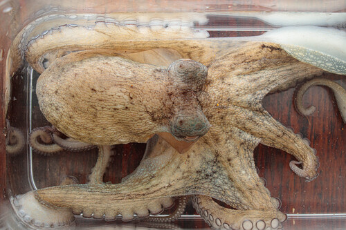Common Octopus
