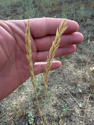 Elymus smithii, photograph 5