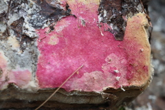 Hypomyces rosellus