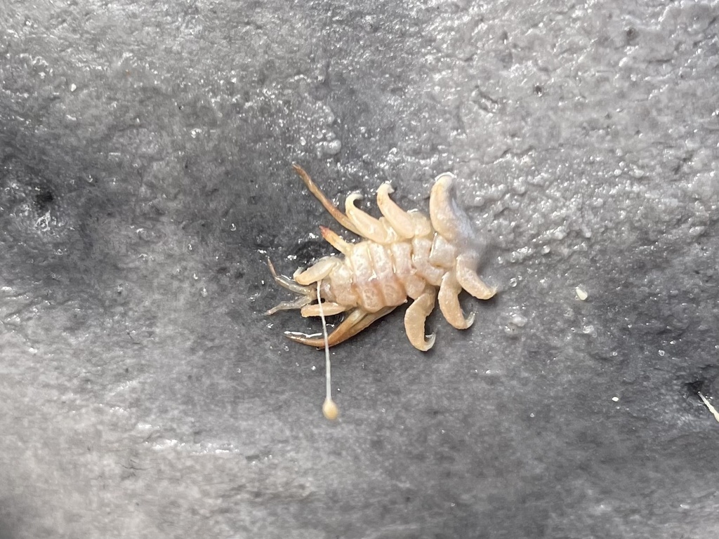 Cyamus erraticus