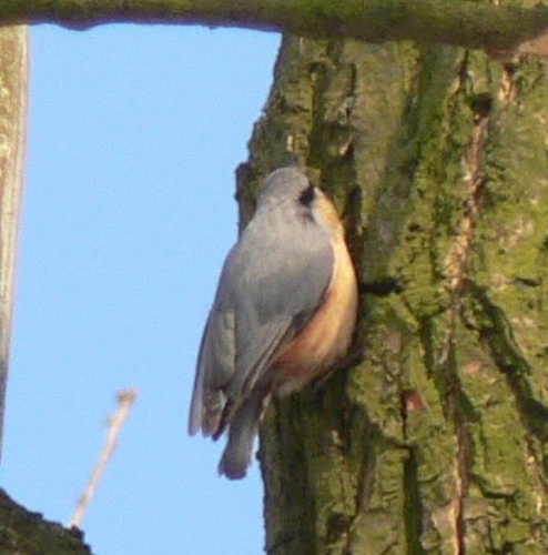 Eurasian Nuthatch