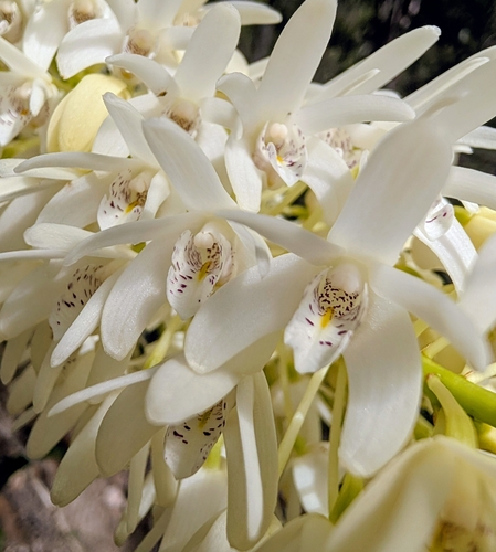Rock orchid (Dendrobium speciosum)