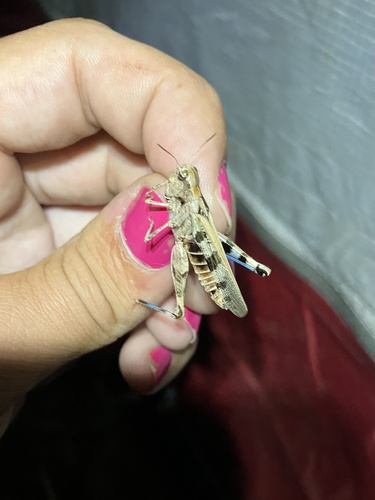 Dusky Grasshopper
