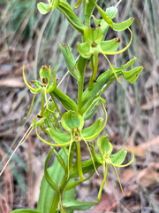 Habenaria jaliscana