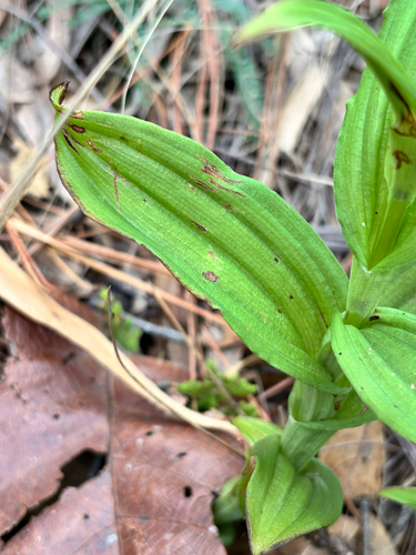 Habenaria jaliscana, photograph 5