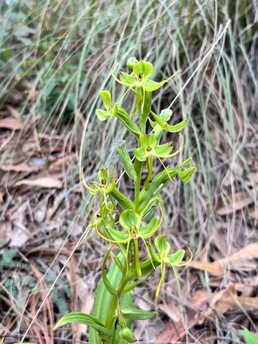 Habenaria jaliscana, photograph 3