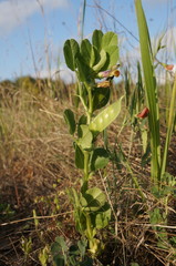 Vicia narbonensis