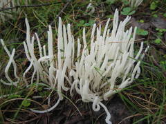 Clavaria alboglobospora
