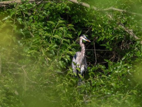 Great Blue Heron