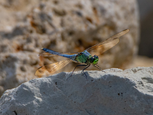 Eastern Pondhawk