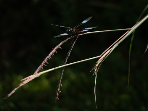 Widow Skimmer