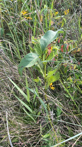 cup plant