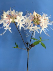 Rhododendron canescens