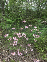 Rhododendron canescens