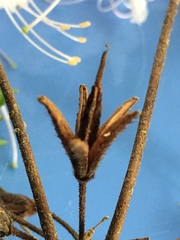 Rhododendron canescens