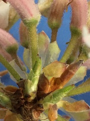 Rhododendron canescens