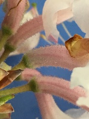 Rhododendron canescens