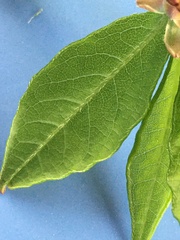 Rhododendron canescens