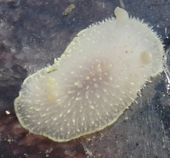 Acanthodoris hudsoni