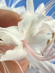 Rhododendron canescens
