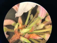 Rhododendron canescens