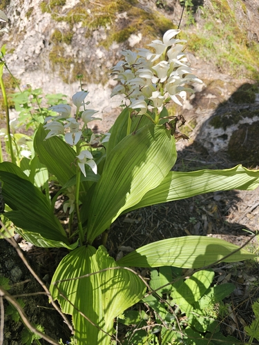 Liliaceae observed 2026-08-24