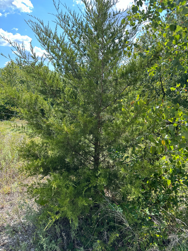 eastern redcedar