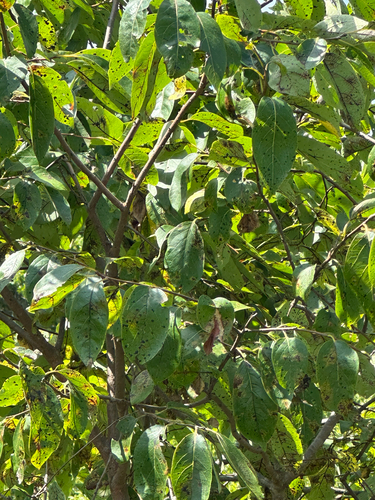 American persimmon
