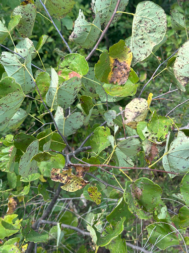 eastern redbud