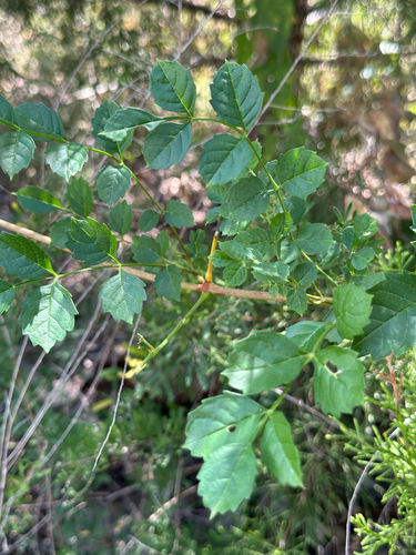 American trumpet vine