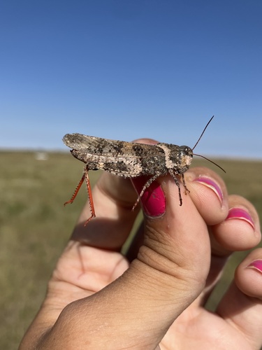 Say's Grasshopper photo 4