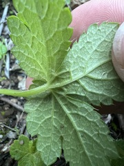 Sanicula crassicaulis, photograph author not stated, no rights reserved