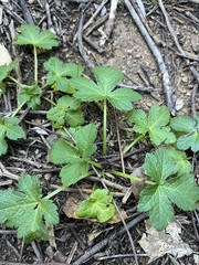 author not stated, no rights reserved Sanicula crassicaulis, photograph author not stated, no rights reserved