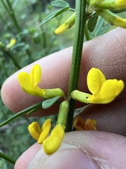 Acmispon glaber, photograph author not stated, no rights reserved