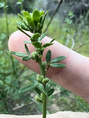 Acmispon glaber, photograph author not stated, no rights reserved