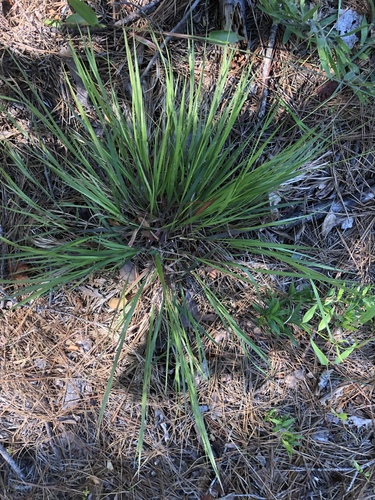 Dichanthelium angustifolium