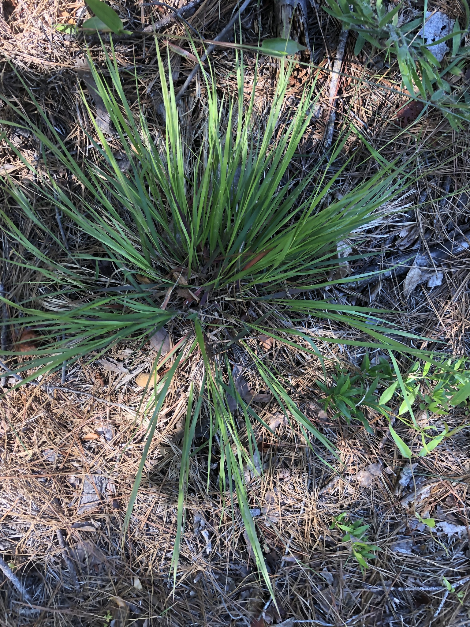 Dichanthelium angustifolium