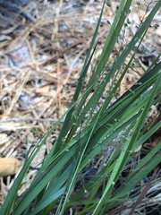 Dichanthelium angustifolium