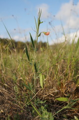 Lathyrus cicera