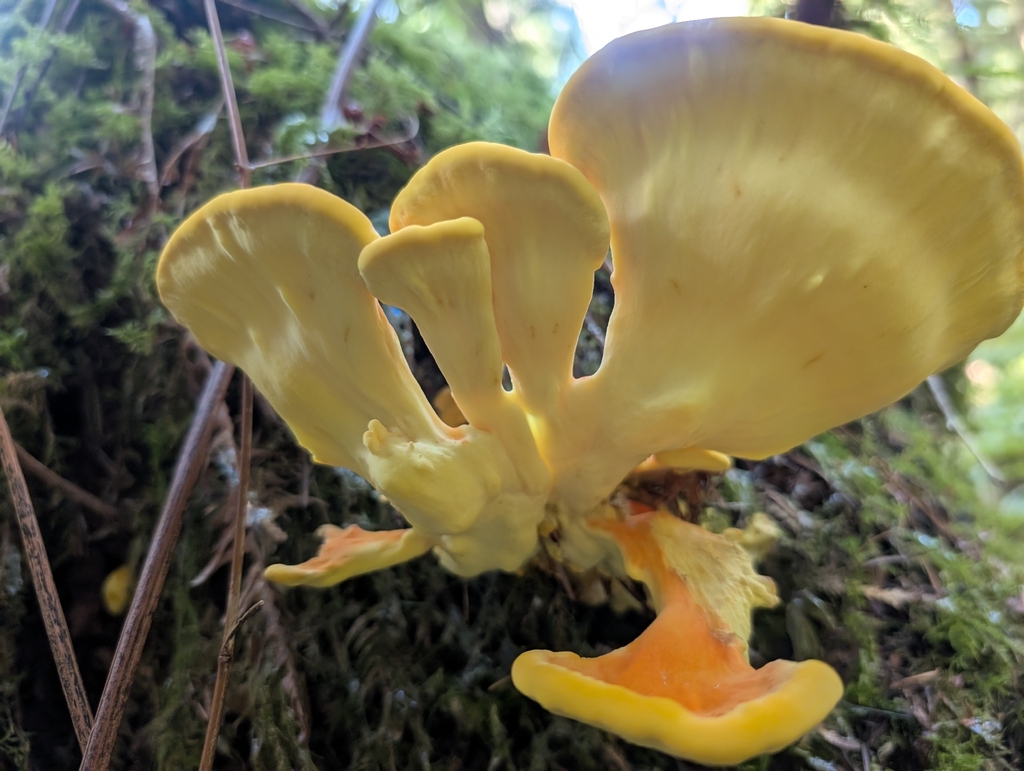 Conifer Chicken of the Woods · August 2026 · photo: Photo: no rights reserved · iNaturalist