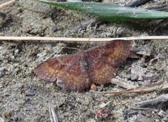 Leptostales rubromarginaria