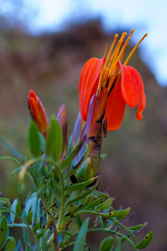 Mutisia acuminata