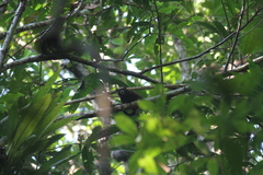 Saguinus fuscicollis