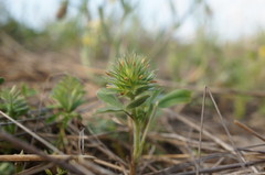 Trifolium leucanthum