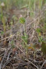 Trifolium leucanthum