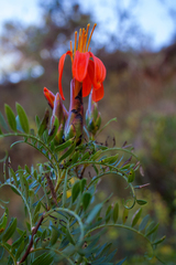 Mutisia acuminata, photograph (c) Cody Hinchliff, some rights reserved (CC BY)