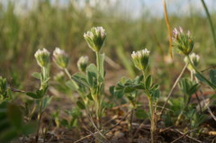 Trifolium leucanthum