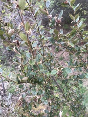 Cotoneaster lucidus
