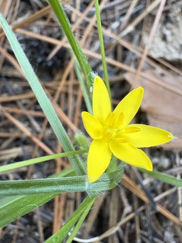 Hypoxis hirsuta, photograph 4