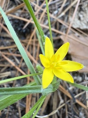Hypoxis hirsuta, photograph author not stated, no rights reserved